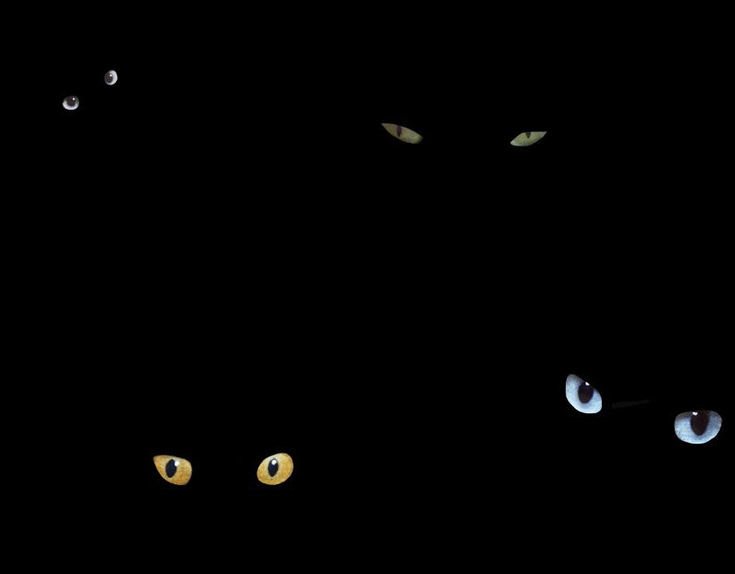cat eyes in darkness05